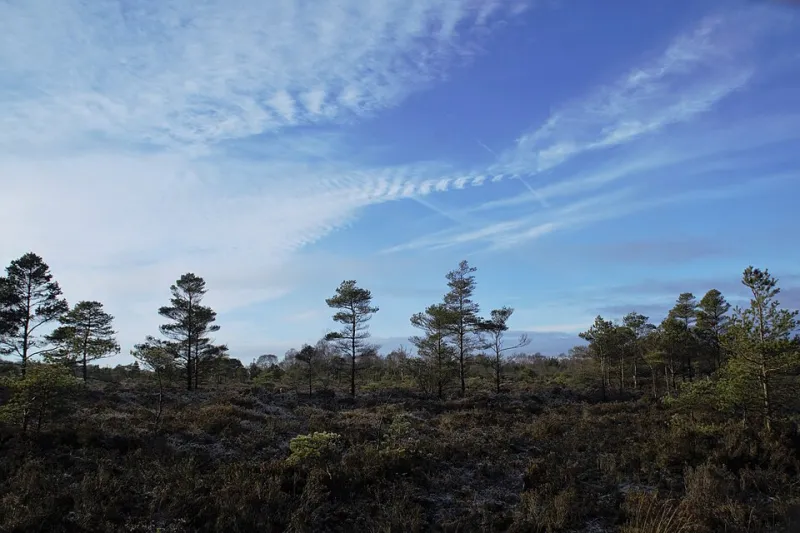 Preserved in Peat: The Bog Poems and Heaney's Archaeology of the Human Condition