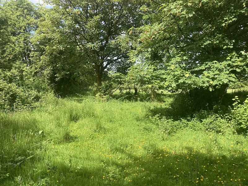 From Mossbawn to the Bog of Allen: A British Pilgrim's Route Through Heaney Country